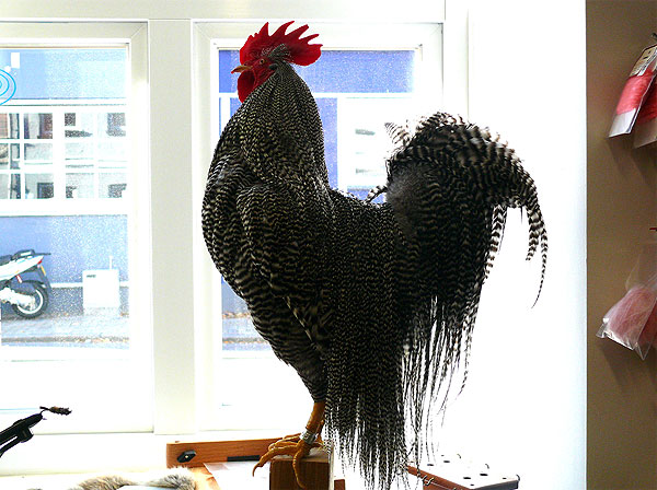 p4.jpg