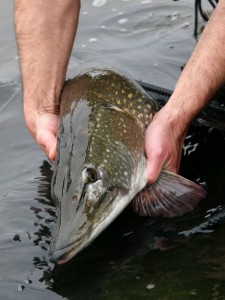 Pike100.jpg