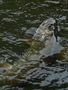 Pike66.jpg
