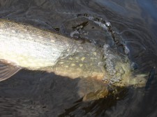 Pike72.jpg