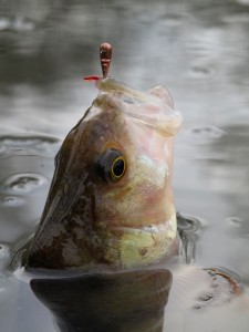 09.jpg