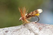 IMG_2200.jpg