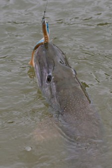 IMG_1040.jpg