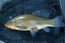 DSC03517.JPG