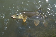 DSCN3951.jpg