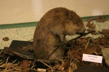 010.jpg