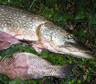 Cesta do útrob vodního Tyrannosaura
