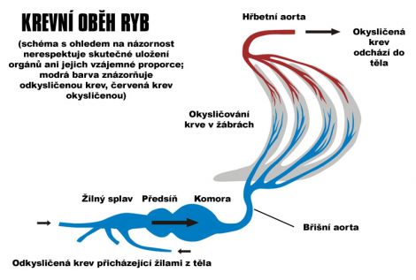 /files/inpages/012/015-krevni-obeh-ryby.jpg