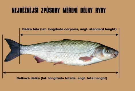 /files/inpages/014/07-mereni-delky-ryby.jpg