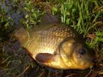 Karas obecný (Carassius carassius)