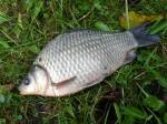 Karas stříbřitý (Carassius auratus)