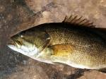 Okounek pstruhový (Micropterus salmoides)