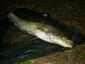 Sumec na feeder