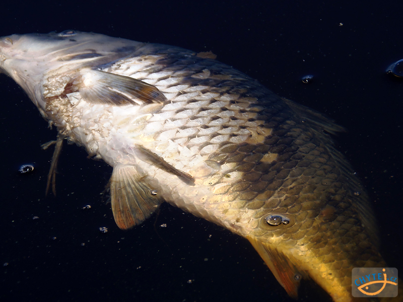 paraziti sladkovodnich ryb helmintox pirantel