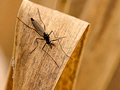 North Country Flies – pavoučci a jiná havěť