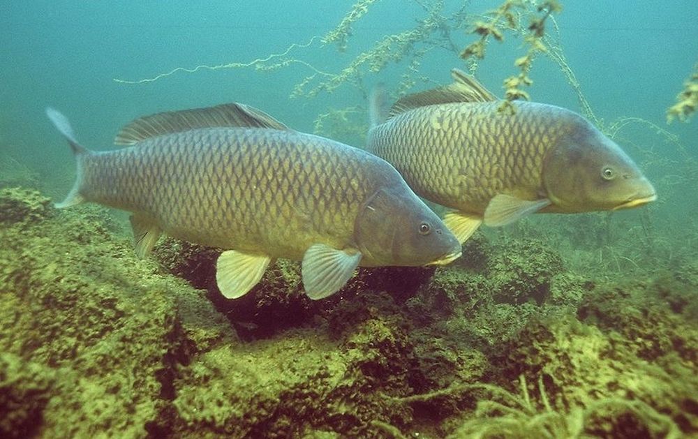 Čichám čichám boilie