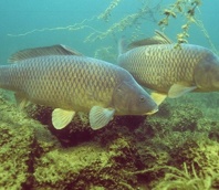 Čichám čichám boilie