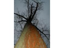 foto/diskuze/ceske_budejovice_a_okoli/2010/th-img32463.jpg