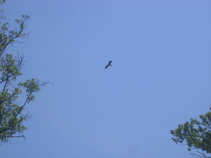 foto/diskuze/ceske_budejovice_a_okoli/2011/th-img42768.jpg
