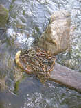 foto/diskuze/ceske_budejovice_a_okoli/2011/th-img43352.jpg