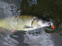foto/diskuze/ceske_budejovice_a_okoli/2011/th-img43483.jpg