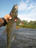 foto/diskuze/ceske_budejovice_a_okoli/2011/th-img43789.jpg