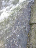 foto/diskuze/ceske_budejovice_a_okoli/2012/th-img49673.jpg