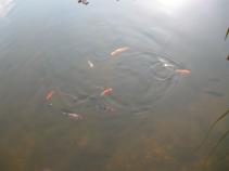 foto/diskuze/damska_jizda/2010/th-img32787.jpg