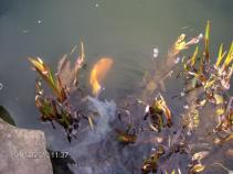 foto/diskuze/damska_jizda/2010/th-img32868.jpg