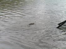foto/diskuze/damska_jizda/2010/th-img33574.jpg