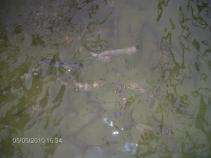 foto/diskuze/damska_jizda/2010/th-img33774.jpg