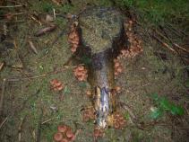 foto/diskuze/damska_jizda/2010/th-img38030.jpg