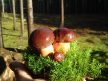 foto/diskuze/damska_jizda/2010/th-img38043.jpg