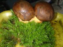 foto/diskuze/damska_jizda/2010/th-img38053.jpg