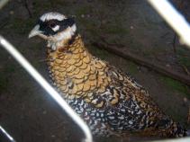 foto/diskuze/damska_jizda/2010/th-img38982.jpg
