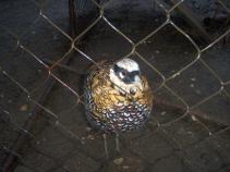 foto/diskuze/damska_jizda/2010/th-img38983.jpg