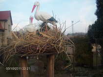 foto/diskuze/damska_jizda/2011/th-img41217.jpg