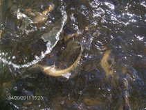 foto/diskuze/damska_jizda/2011/th-img42040.jpg