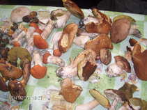 foto/diskuze/damska_jizda/2011/th-img43923.jpg