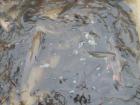 foto/diskuze/dirky/2010/th-img30531.jpg