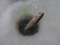 foto/diskuze/dirky/2011/th-img40172.jpg