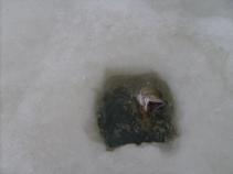 foto/diskuze/dirky/2011/th-img40726.jpg