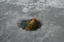 foto/diskuze/dirky/2012/th-img47267.jpg