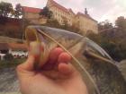foto/diskuze/domaci_vyroba_wobleru/2009/th-img28772.jpg