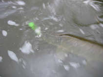foto/diskuze/domaci_vyroba_wobleru/2011/th-img43386.jpg