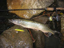 foto/diskuze/domaci_vyroba_wobleru/2011/th-img43387.jpg