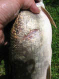 foto/diskuze/domaci_vyroba_wobleru/2011/th-img43435.jpg