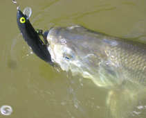 foto/diskuze/domaci_vyroba_wobleru/2011/th-img43608.jpg