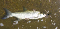 foto/diskuze/domaci_vyroba_wobleru/2011/th-img43609.jpg
