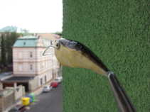 foto/diskuze/domaci_vyroba_wobleru/2011/th-img44467.jpg